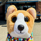 Profile image of Adventures with Georgie