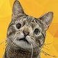 Profile image of Maya the Cat