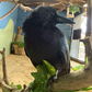 Profile image of Harriet the American Crow