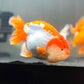 Profile image of Luke’s Goldies