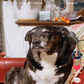 Profile image of Ruby’s PopPop