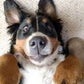 Profile image of Bernese Be Like...