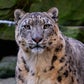 Profile image of Jessie the Snow Leopard