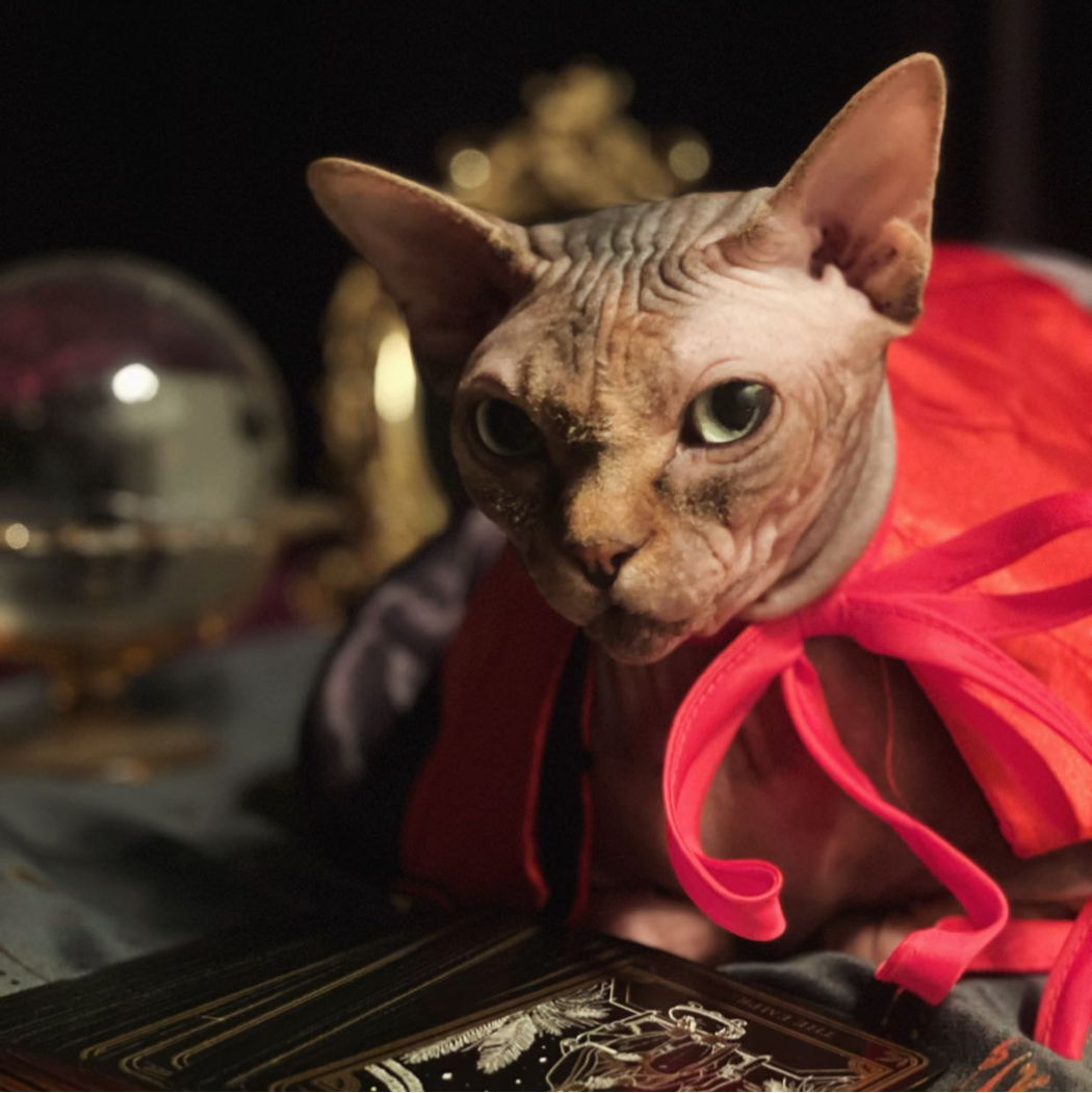 Mochi the psychic cat