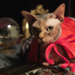 Profile image of Mochi the psychic cat