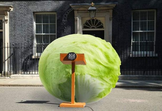 The Lettuce