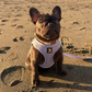 Profile image of Mabel the Frenchie