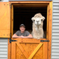 Profile image of Mayhem the Camel