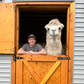 Profile image of Mayhem the Camel