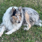 Profile image of Niska