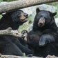 Profile image of Black Bears