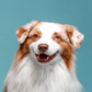 Profile image of Flambo The Dog