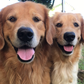 Profile image of Josie & Comet
