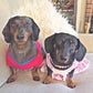 Profile image of The Savvy Dachshunds