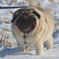 Profile image of mypugboo