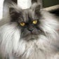 Profile image of Juno The Angry Cat