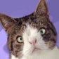 Profile image of Monty Happiness