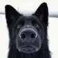 Profile image of Charlie The Black Shepherd