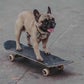 Profile image of Eroc Dog