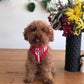 Profile image of Jinkee the Red Toy Poodle
