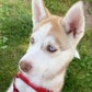 Profile image of K