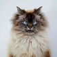 Profile image of Merlin The Mad Ragdoll