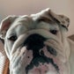 Profile image of Eggnog The Bulldog