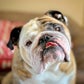 Profile image of Reuben the Bulldog