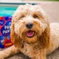 Profile image of Chewie.Minidoodle