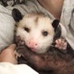 Profile image of Starry aka Sesame the Opossum