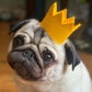 Profile image of Moose the Pug
