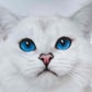 Profile image of LYO