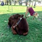 Profile image of Betsy the PuppyCow
