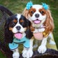 Profile image of Darcy and Daisy