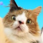 Profile image of Molly Happiness