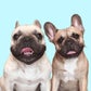 Profile image of Griffin Frenchie