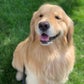 Profile image of Garth the Golden