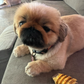 Profile image of pickles.victoria
