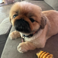 Profile image of pickles.victoria