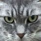 Profile image of PancakeOy