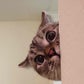 Profile image of Nala Cat