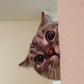 Profile image of Nala Cat