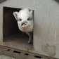 Profile image of Better Piggies Rescue