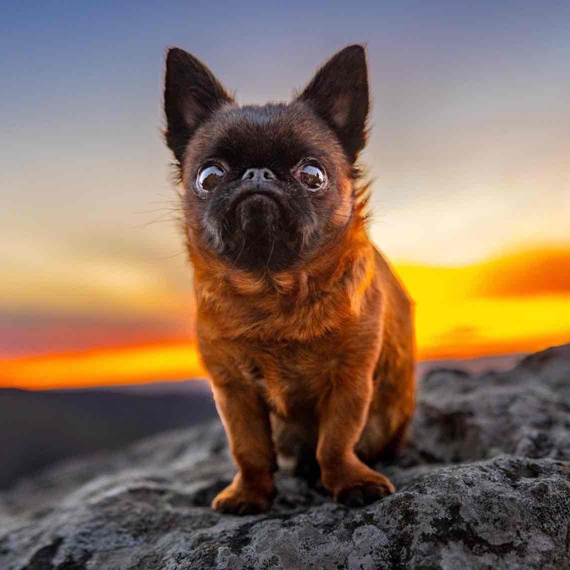 Dottie the Dwarf