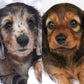 Profile image of Holly and Hazelnut