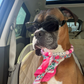 Profile image of Royalprincesspoppy