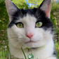 Profile image of NewfieMeow