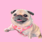 Profile image of Loulou The Pug