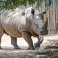Profile image of Rhinos at Houston Zoo