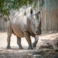 Profile image of Rhinos at Houston Zoo
